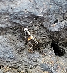 Platydracus fossator