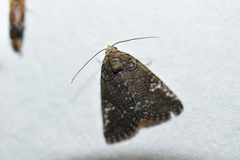 Blenina