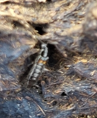 Platydracus fossator