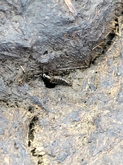 Platydracus fossator