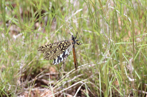 Palparellus pulchellus