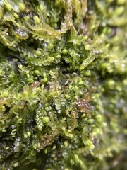 Jungermannia atrovirens