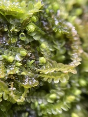 Jungermannia atrovirens