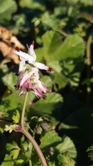 Fumaria capreolata capreolata