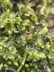 Jungermannia atrovirens