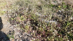 Fumaria capreolata capreolata