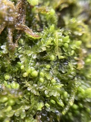 Jungermannia atrovirens