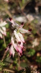 Fumaria capreolata capreolata