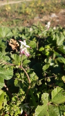 Fumaria capreolata capreolata