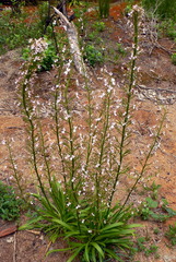 Stylidium crassifolium