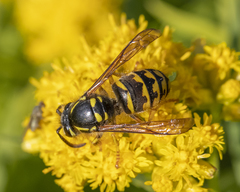 Media resource of Dolichovespula arenaria