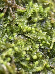 Jungermannia atrovirens