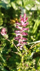 Fumaria officinalis officinalis