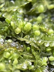 Jungermannia atrovirens
