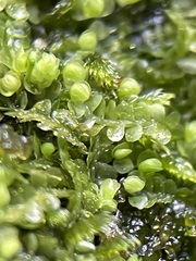 Jungermannia atrovirens