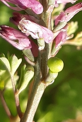Fumaria officinalis officinalis