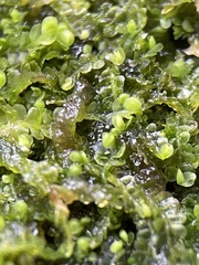 Jungermannia atrovirens