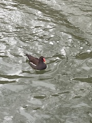 Gallinula chloropus