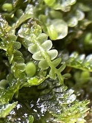 Jungermannia atrovirens