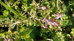 Fumaria officinalis officinalis