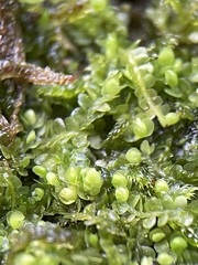 Jungermannia atrovirens