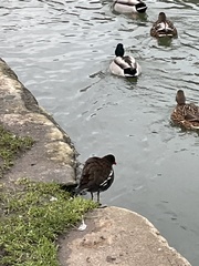 Gallinula chloropus