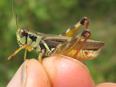 Melanoplus bruneri