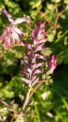 Fumaria officinalis officinalis