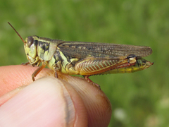Melanoplus bruneri
