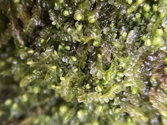 Jungermannia atrovirens