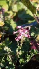 Fumaria bastardii