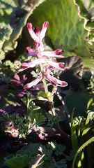 Fumaria bastardii
