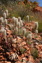 Ptilotus nobilis