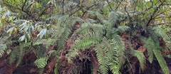Diplopterygium