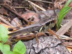 Melanoplus bruneri