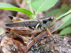 Melanoplus bruneri