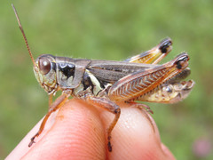 Melanoplus bruneri
