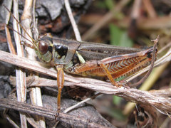Melanoplus bruneri