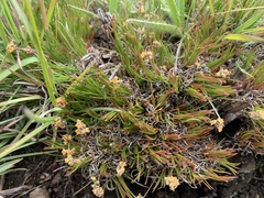 Psammotropha myriantha