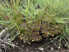 Psammotropha myriantha
