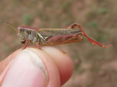Melanoplus bruneri
