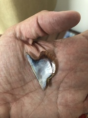 Pteria colymbus