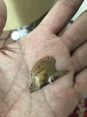 Pteria colymbus