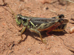 Melanoplus bruneri