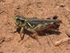 Melanoplus bruneri