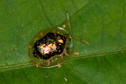 Microctenochira hieroglyphica