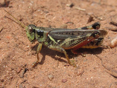 Melanoplus bruneri