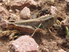 Melanoplus bruneri