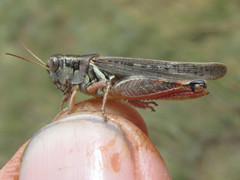 Melanoplus bruneri