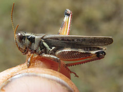 Melanoplus bruneri